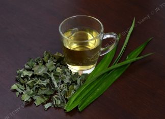 ใบเตย สรรพคุณและประโยชน์ของใบเตย ชาใบเตย