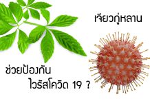 เจียวกู่หลาน ช่วยป้องกันไวรัสโควิด 19 ?