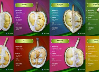 รวมสายพันธุ์ทุเรียนอร่อย ราชาแห่งผลไม้